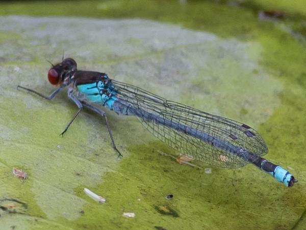 Grote roodoogjuffer (Erythromma najas)